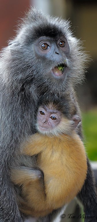 Silver Leaf Languar and Baby